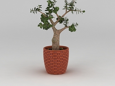 现代室外树苗盆栽