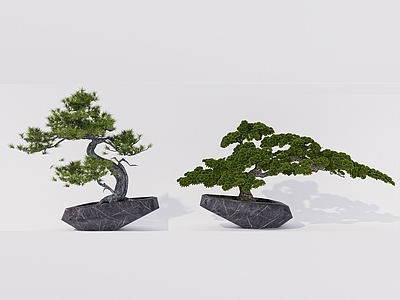 乔木 松树 罗汉松 松 罗汉松树池 造型松