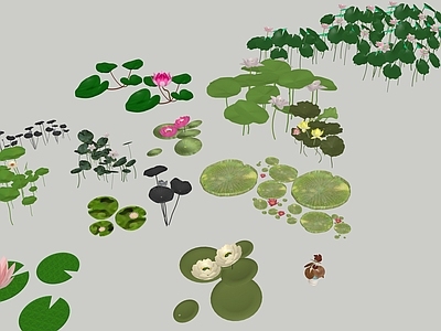花草 莲花组合