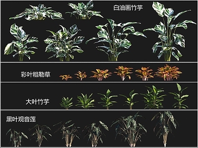 现代草本植物 大叶竹芋 黑叶观音莲 白油画竹芋