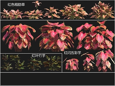 花草组合 红色粗肋草 红闪五彩芋