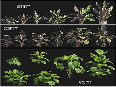 花草组合 箭羽竹芋 玫瑰竹芋