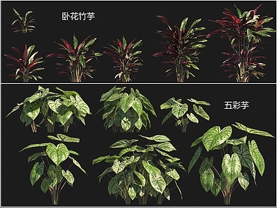 花草组合 卧花竹芋