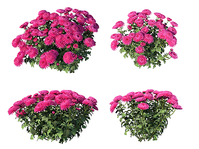 花草 菊花 红菊花 花境 玛格丽特 波斯菊