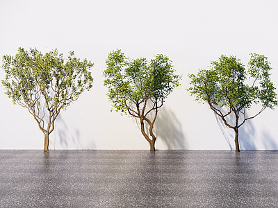 植物组合 景观树 造型树 景观乔木 造型乌桕