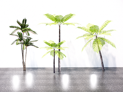 植物组合 粘叶豆 热带植物 造型树 网红植物