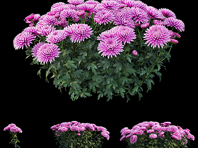 花 菊花 花境 野菊花 菊科 菊