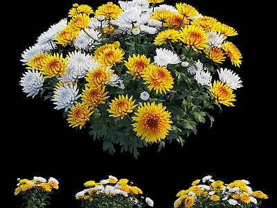 花 菊花 黄菊花 花境 菊