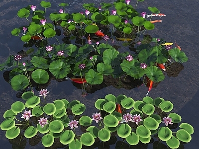现代其他景观小品 荷花池 观赏锦鲤池 锦鲤 现代荷花 荷花组合
