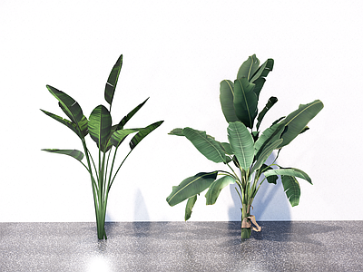 植物组合 鹤望兰 景观树 景观绿植 盆栽组合
