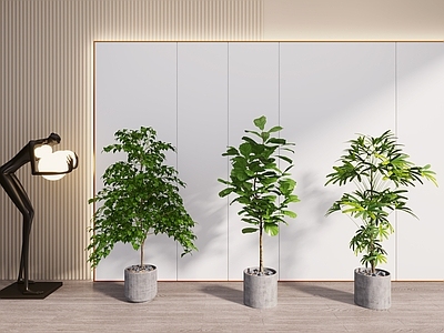 盆栽 盆栽 植物 绿植