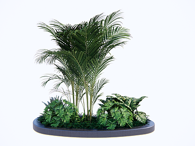 植物组合 树池植物组合 盆栽组合 热带植物组合