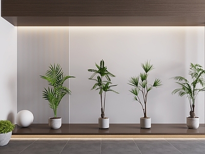 盆栽 植物 盆栽 绿植