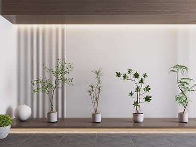 盆栽 植物 绿植 盆栽