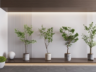 盆栽 植物 盆栽 绿植