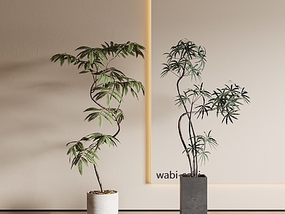 盆栽 新中式盆栽 现代盆栽 迎客松 罗汉松