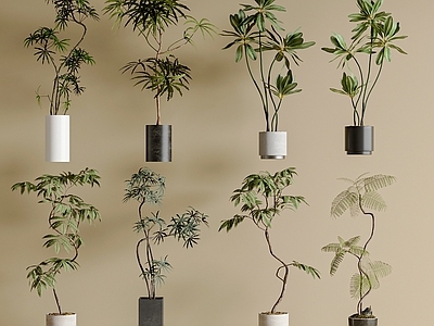 盆栽 盆栽组合 迎客松 罗汉松 绿植