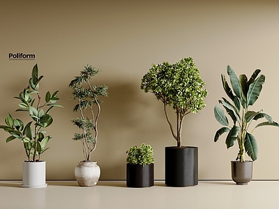 盆栽 迎客松 盆栽组合 罗汉松 芦苇 绿萝