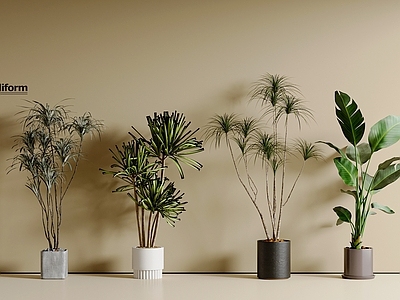 盆栽 盆栽组合 现代盆栽 迎客松 松树 绿萝