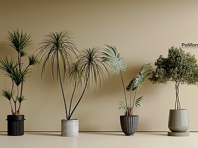 盆栽 盆栽组合 现代盆栽 迎客松 罗汉松 绿萝