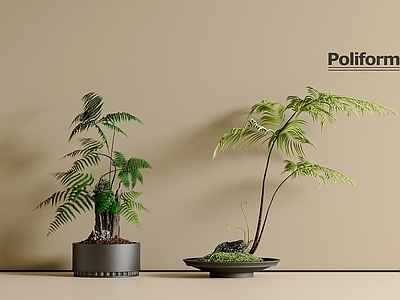 盆栽 迎客松 罗汉松 芦苇 绿萝