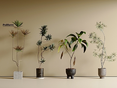 盆栽 盆栽组合 植物组合 绿植