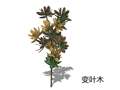乔木 变叶木 变色月桂