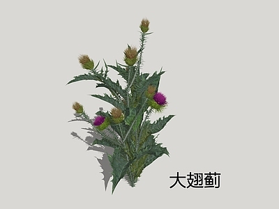 花草 大翅蓟