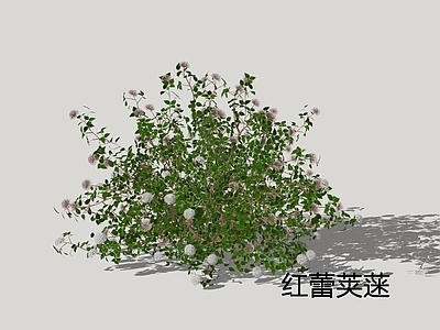 灌木 红蕾荚蒾 荚蒾