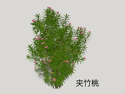 灌木 夹竹桃 红花夹竹桃