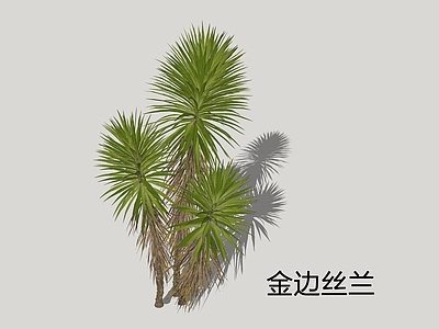 乔木 金边丝兰 千手丝兰 丝兰