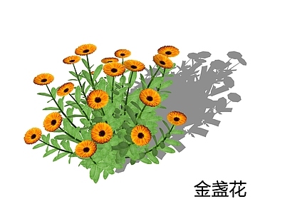 花草 金盏花 金盏菊 菊花