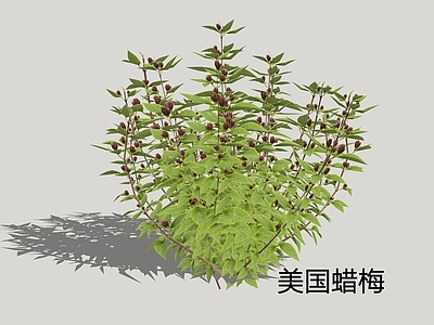 灌木 美国腊梅