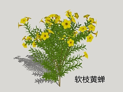 灌木 软枝黄蝉 金蝉 大花软枝黄