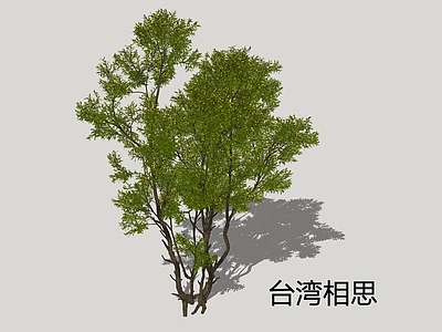 乔木 台湾相思 台湾柳