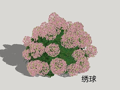 灌木 绣球 八仙花 紫阳花