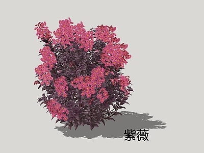 灌木 紫薇 千日红 痒痒树
