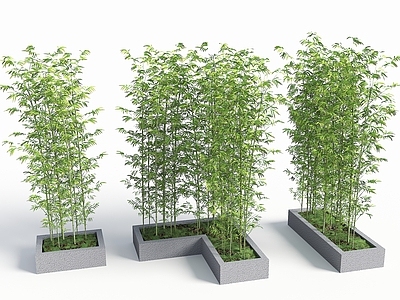 竹子 竹子盆栽 景观竹 园艺竹子 中式竹子景观 竹子小品