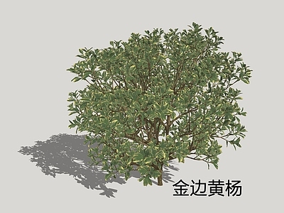 灌木 金边黄杨 金边冬青卫矛 金边大叶黄杨