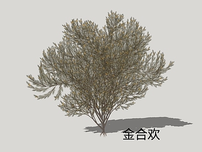 乔木 金合欢 牛角花