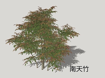 灌木 南天竹 灌木