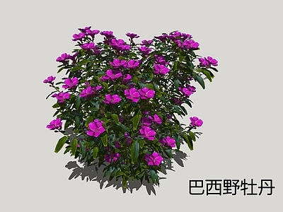 灌木 巴西野牡丹