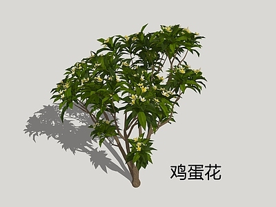 灌木 鸡蛋花