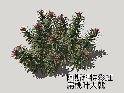 灌木 阿斯科特彩虹扁桃