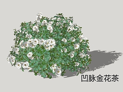 灌木 凹脉金花茶