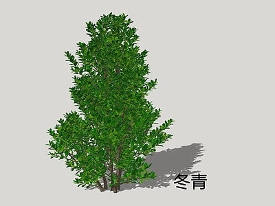 灌木 冬青
