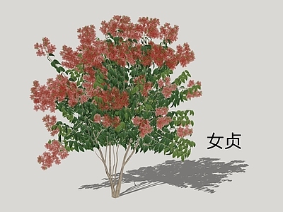 乔木 女贞