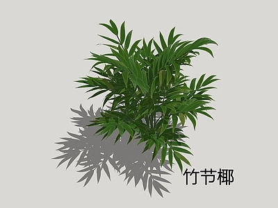 盆栽 竹节椰