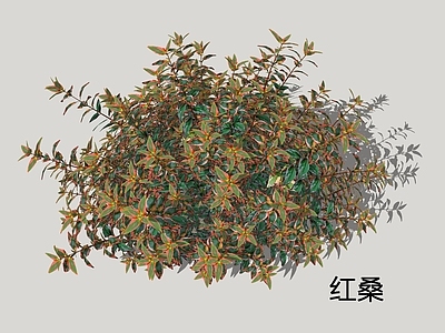 灌木 红桑 绿桑