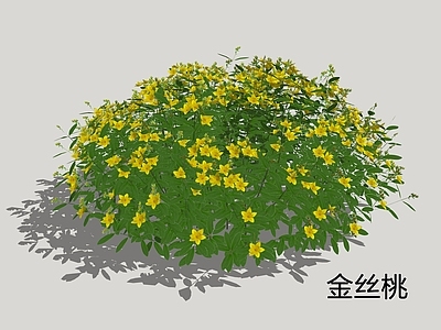 灌木 金丝桃